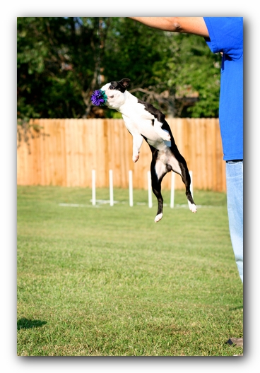 Howie the Sunwoods Boston Terrier Puppy