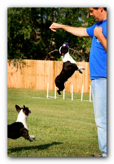 Howie the Sunwoods Boston Terrier Puppy