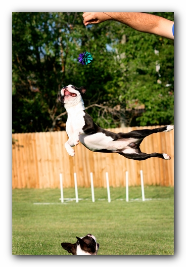 Howie the Sunwoods Boston Terrier Puppy