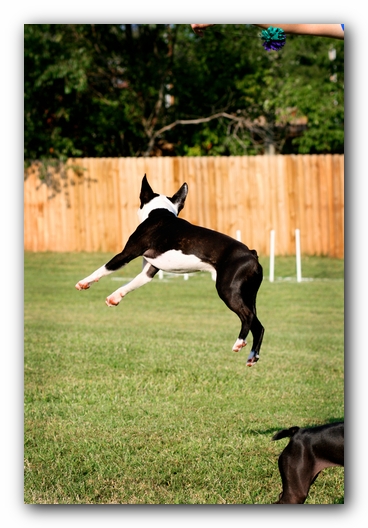 Howie the Sunwoods Boston Terrier Puppy