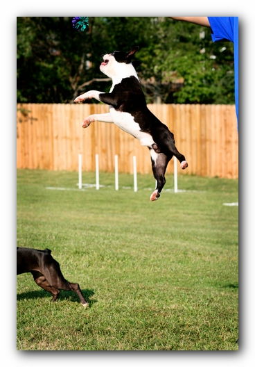 Howie the Sunwoods Boston Terrier Puppy