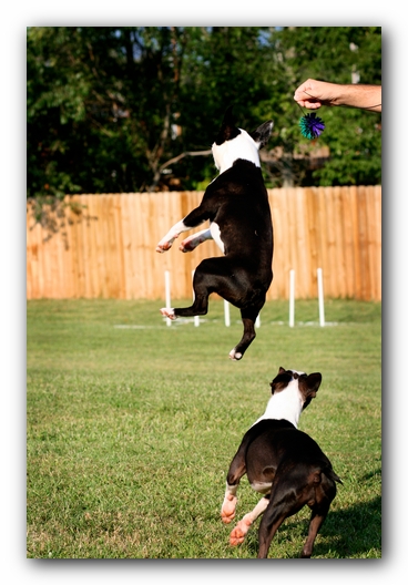 Howie the Sunwoods Boston Terrier Puppy