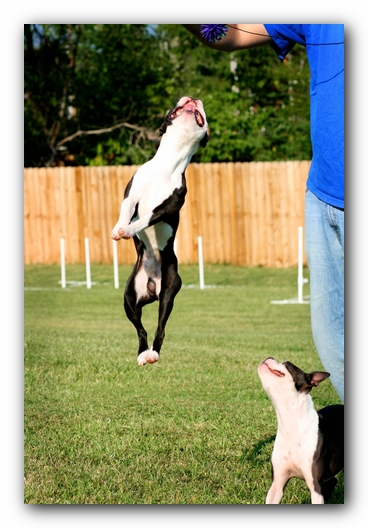 Howie the Sunwoods Boston Terrier Puppy