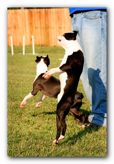 Howie the Sunwoods Boston Terrier Puppy