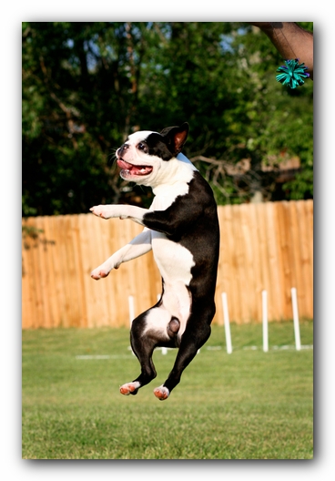 Howie the Sunwoods Boston Terrier Puppy