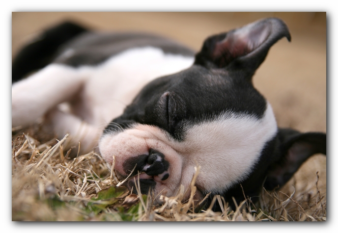 Howie the Sunwoods Boston Terrier Puppy