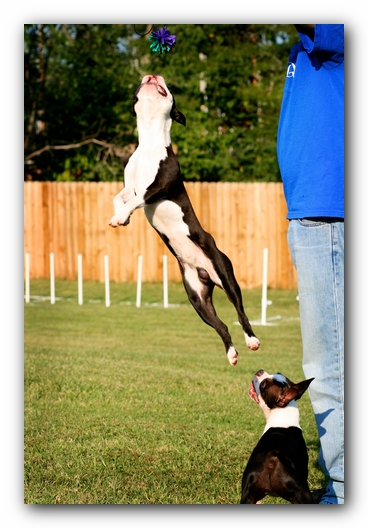 Howie the Sunwoods Boston Terrier Puppy
