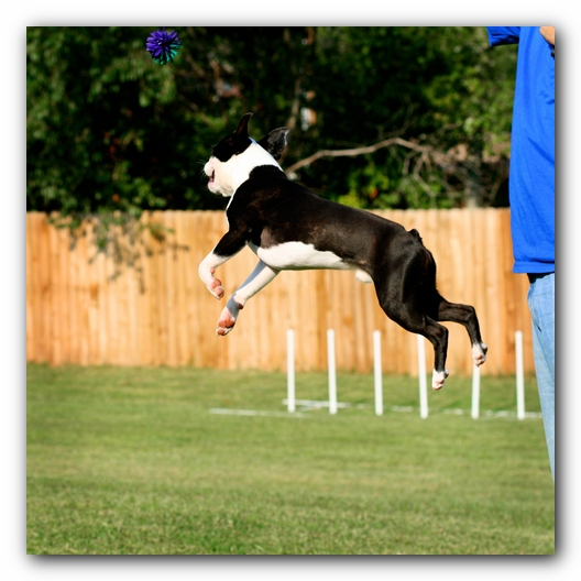 Howie the Sunwoods Boston Terrier Puppy