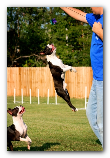 Howie the Sunwoods Boston Terrier Puppy