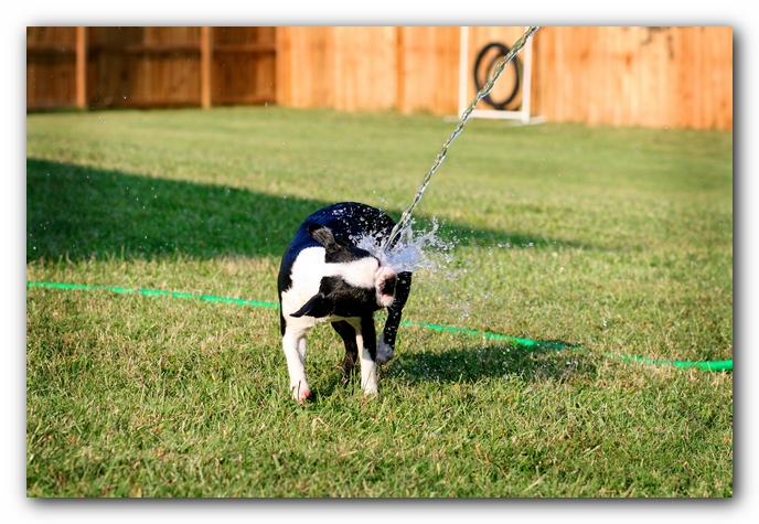 Howie the Sunwoods Boston Terrier Puppy