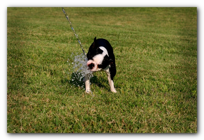 Howie the Sunwoods Boston Terrier Puppy