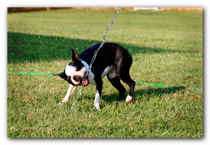 Howie the Sunwoods Boston Terrier Puppy