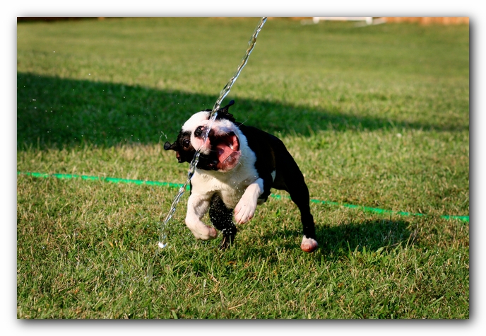 Howie the Sunwoods Boston Terrier Puppy