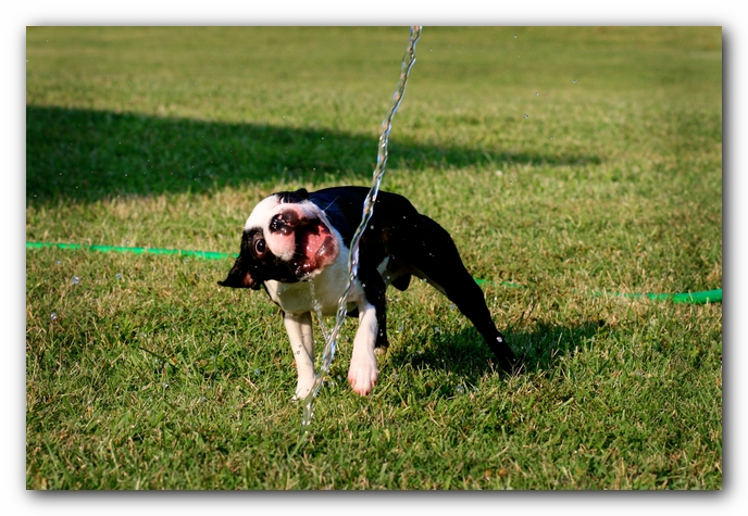 Howie the Sunwoods Boston Terrier Puppy