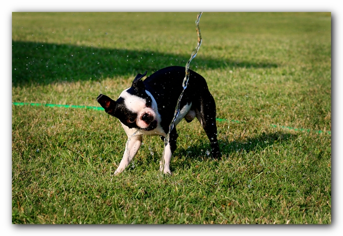 Howie the Sunwoods Boston Terrier Puppy