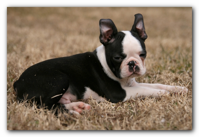 Howie the Sunwoods Boston Terrier Puppy