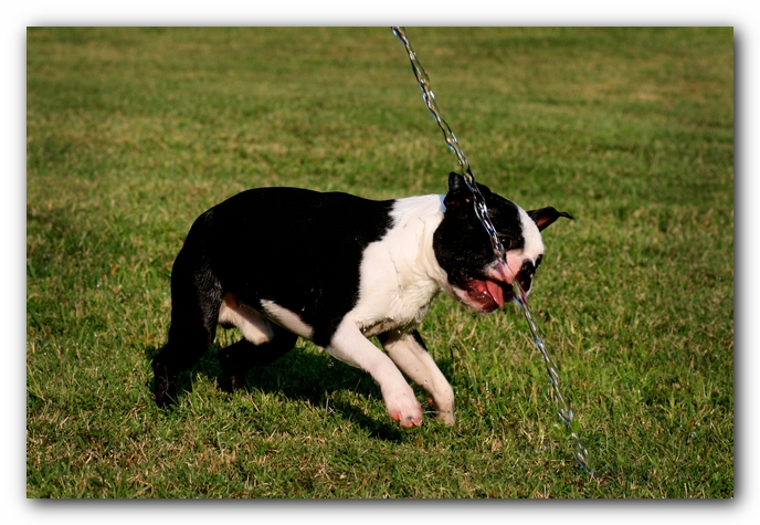 Howie the Sunwoods Boston Terrier Puppy