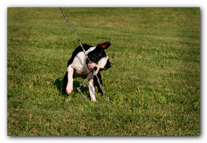 Howie the Sunwoods Boston Terrier Puppy