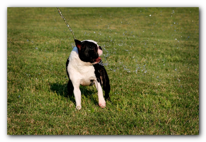 Howie the Sunwoods Boston Terrier Puppy