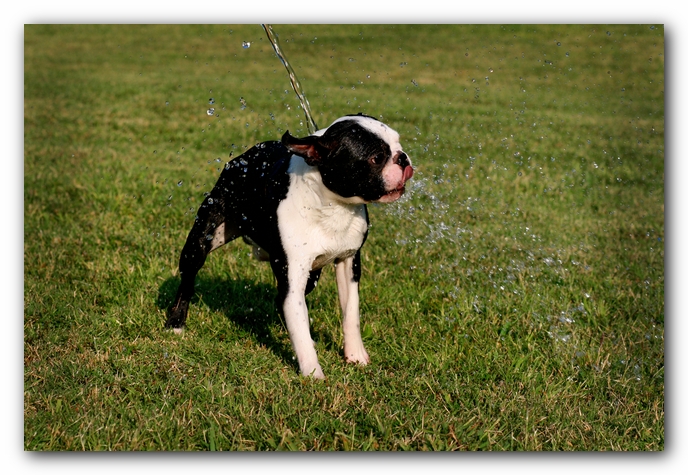 Howie the Sunwoods Boston Terrier Puppy