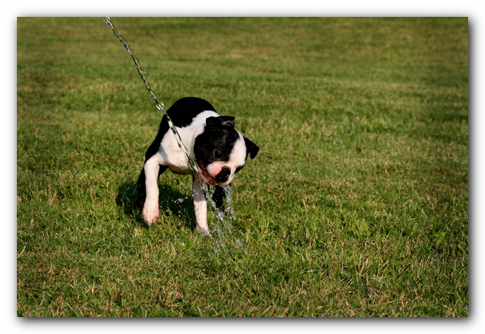 Howie the Sunwoods Boston Terrier Puppy