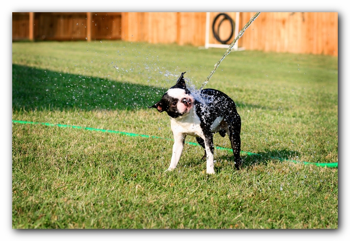 Howie the Sunwoods Boston Terrier Puppy