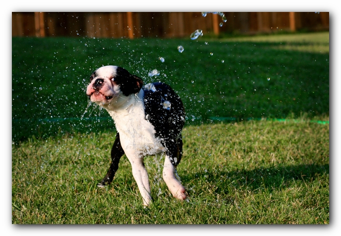 Howie the Sunwoods Boston Terrier Puppy