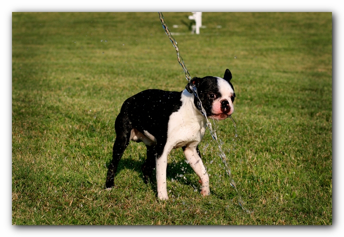 Howie the Sunwoods Boston Terrier Puppy