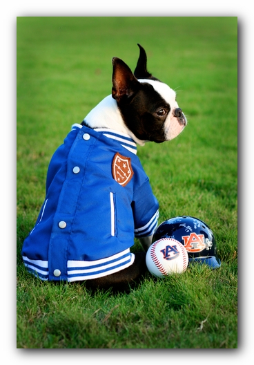 Howie the Sunwoods Boston Terrier Puppy