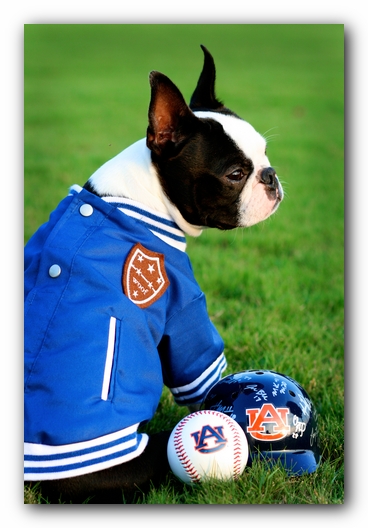 Howie the Sunwoods Boston Terrier Puppy