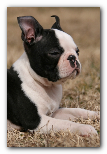 Howie the Sunwoods Boston Terrier Puppy