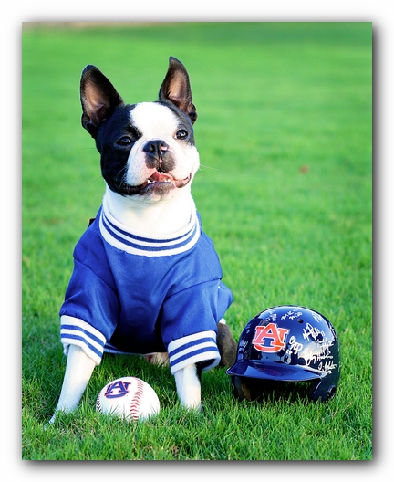 Howie the Sunwoods Boston Terrier Puppy