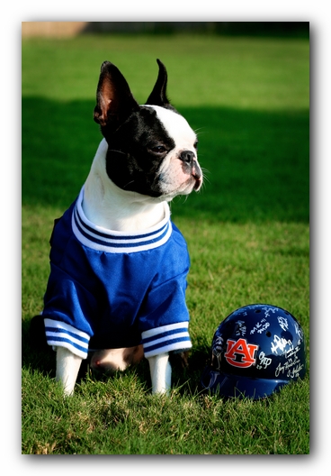 Howie the Sunwoods Boston Terrier Puppy