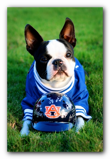 Howie the Sunwoods Boston Terrier Puppy