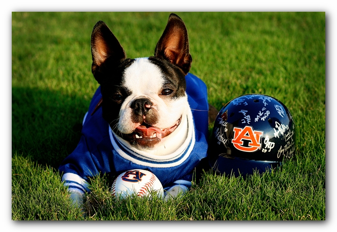 Howie the Sunwoods Boston Terrier Puppy