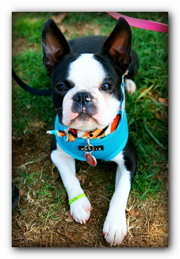 Howie the Sunwoods Boston Terrier Puppy