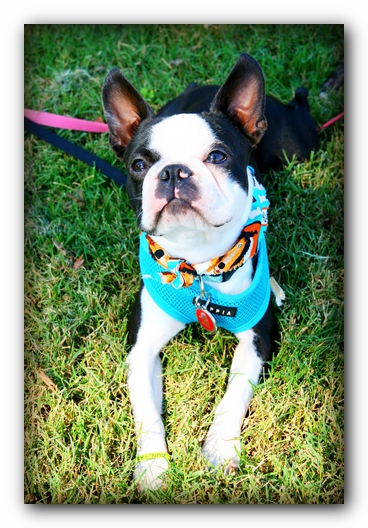 Howie the Sunwoods Boston Terrier Puppy