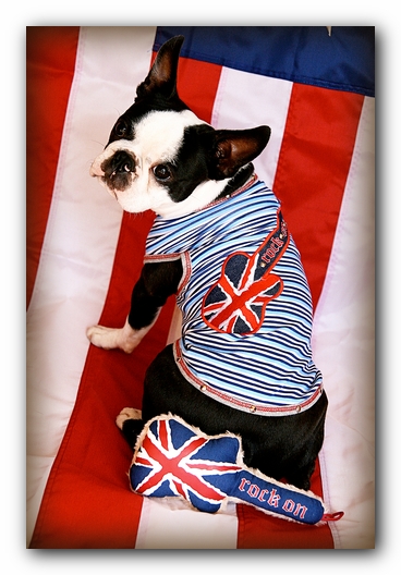 Howie the Sunwoods Boston Terrier Puppy