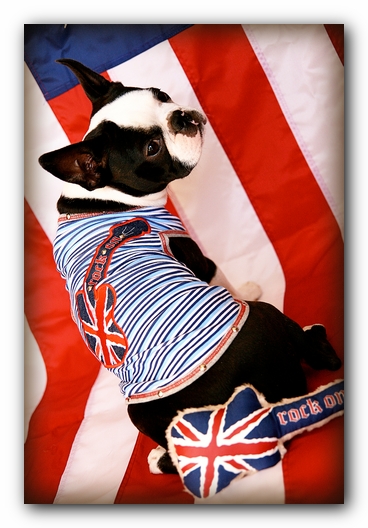 Howie the Sunwoods Boston Terrier Puppy