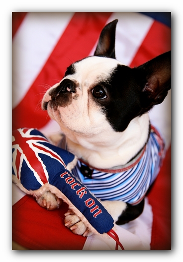 Howie the Sunwoods Boston Terrier Puppy