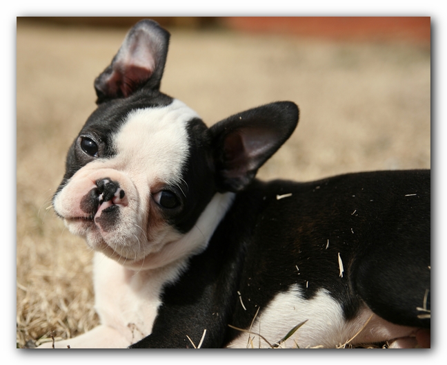 Howie the Sunwoods Boston Terrier Puppy