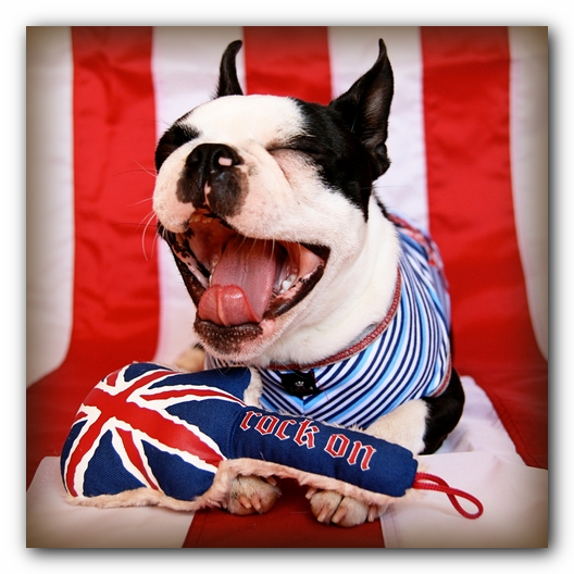 Howie the Sunwoods Boston Terrier Puppy