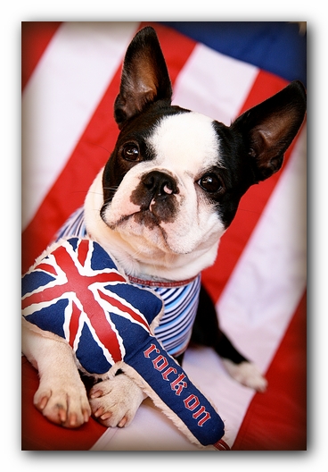 Howie the Sunwoods Boston Terrier Puppy