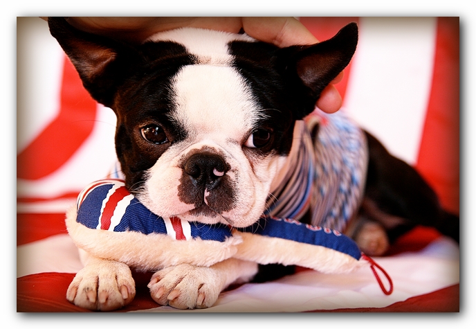 Howie the Sunwoods Boston Terrier Puppy