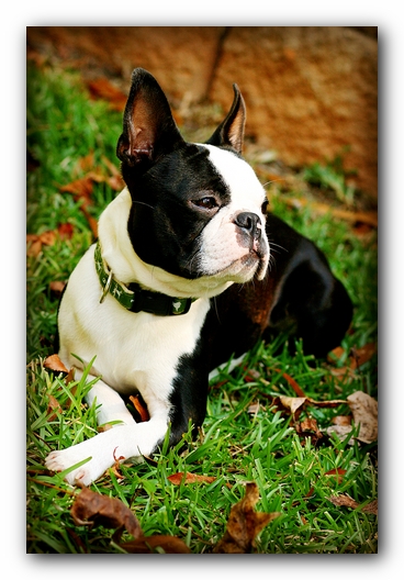 Howie the Sunwoods Boston Terrier Puppy