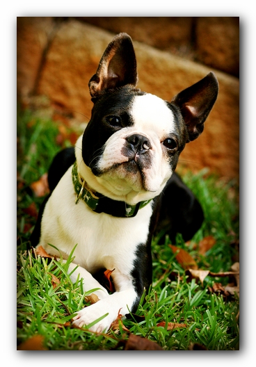 Howie the Sunwoods Boston Terrier Puppy