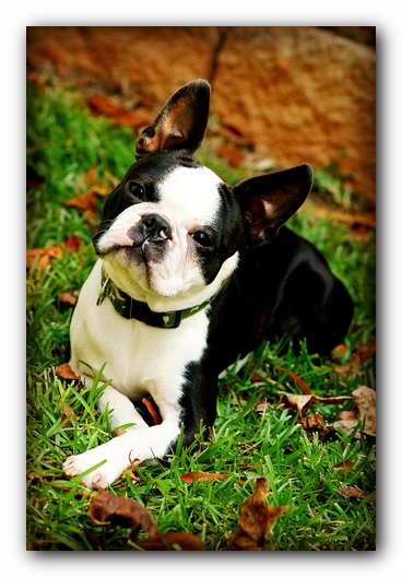Howie the Sunwoods Boston Terrier Puppy