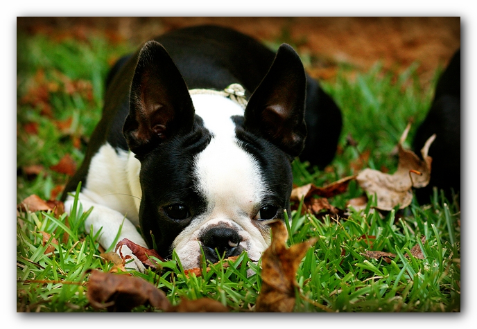Howie the Sunwoods Boston Terrier Puppy