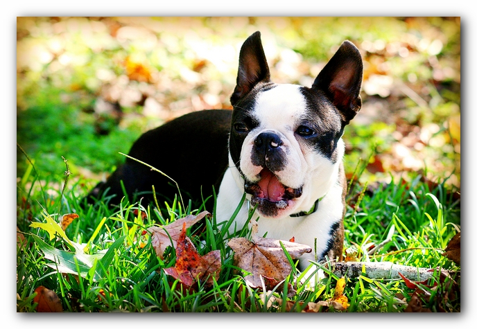 Howie the Sunwoods Boston Terrier Puppy
