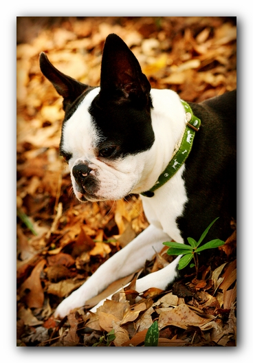 Howie the Sunwoods Boston Terrier Puppy